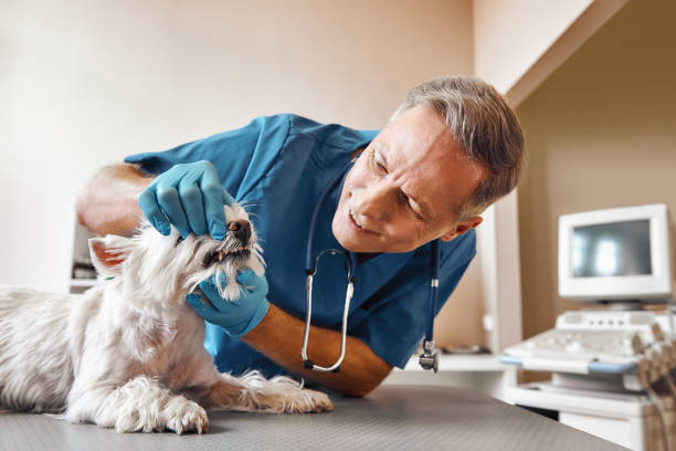 Professional Emergency Dental Service in AR